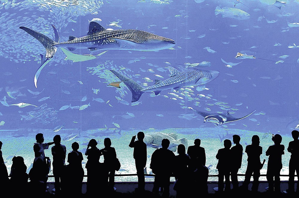 Ｂｉｚ 今昔］沖縄美ら海水族館開館（沖縄県本部町）：地域ニュース : 読売新聞