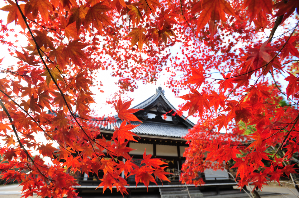 霊宝館秋季名宝展【仁和寺】｜【京都市公式】京都観光Navi