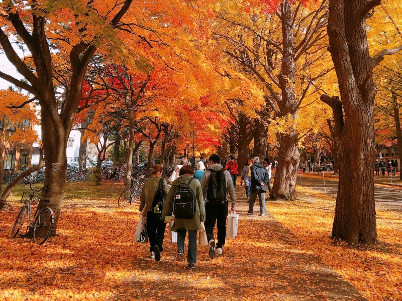 日本で最も美しい通学路。現役生が撮りためた「北海道大学の四季」 - 北海道Likers
