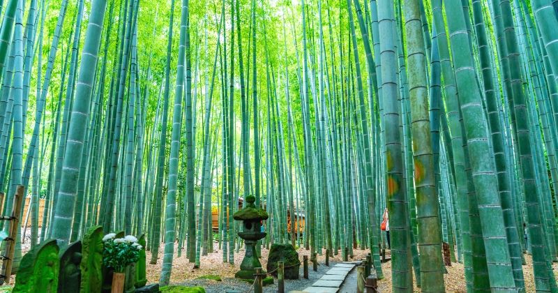 鎌倉 女子旅 モデルコース!日帰りで楽しむ鎌倉観光! | アクティビティジャパン