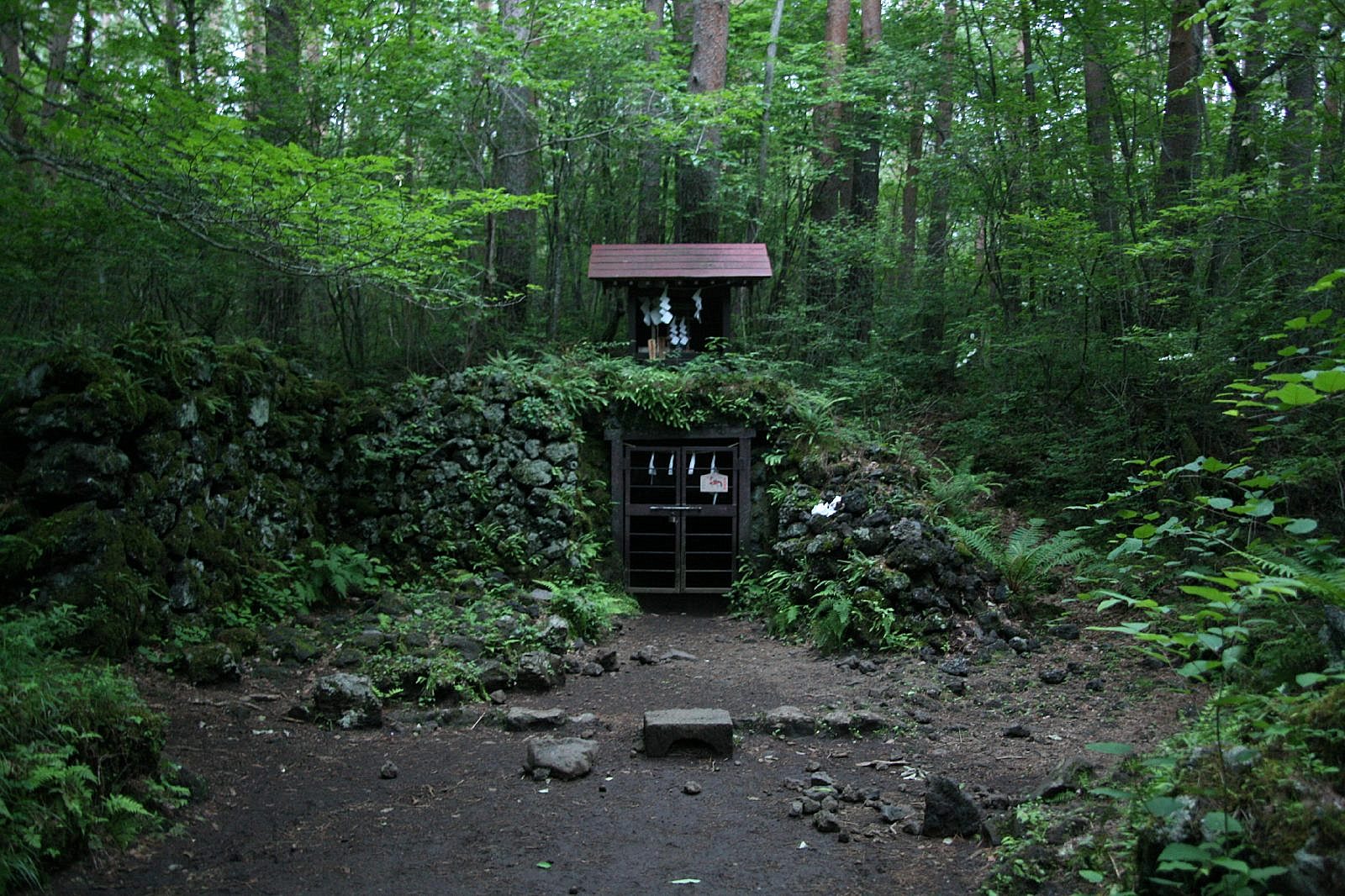 吉田胎内樹型 | JAPAN WEB MAGAZINE