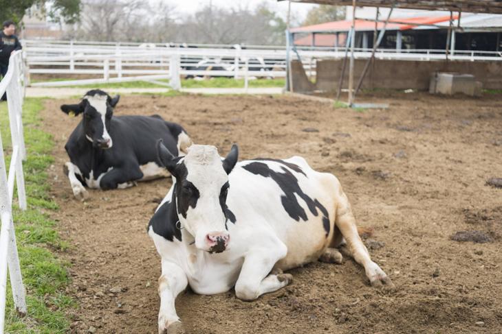 淡路島の乳牛牧場まるごと体験!/淡路島牧場(兵庫県南あわじ市) | 淡路島の声が聞こえるwebマガジン 島ノオト