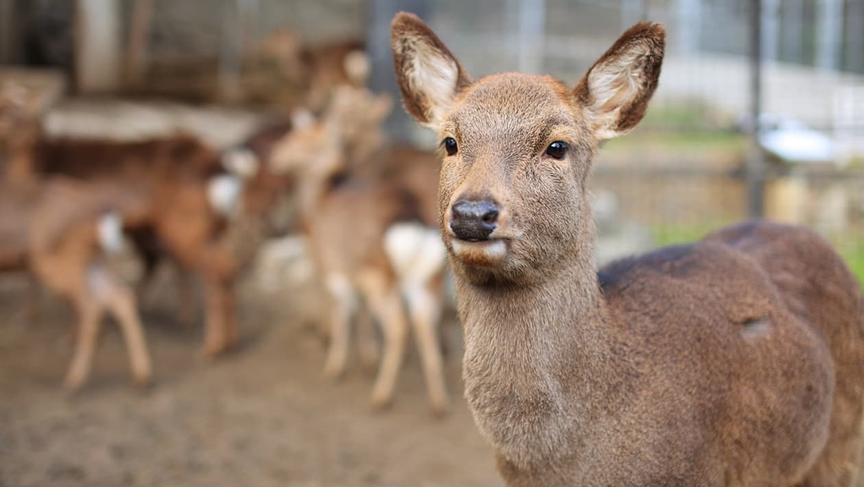 鹿島 | 松山市公式観光情報サイト|四国松山 瀬戸内松山