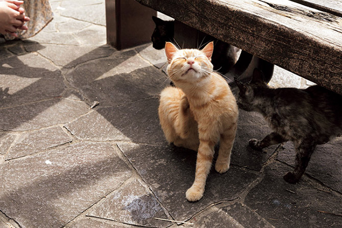 尾道観光の魅力：情緒あふれる坂とほっこり猫の街