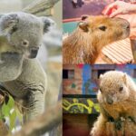 関東の動物園：家族や友達と楽しむ癒しスポット18選！
