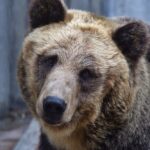 なぜ旭山動物園が人気？その魅力と特徴を解説