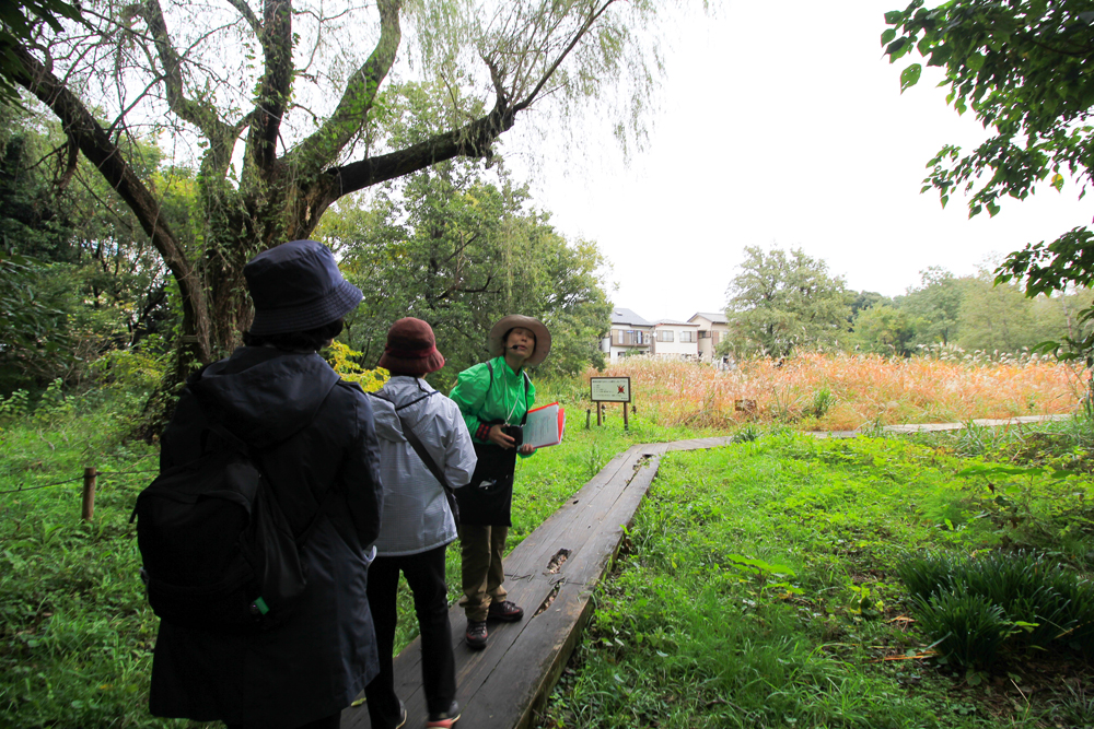 矢川緑地(プチ尾瀬)と滝乃川学園&里山巡りガイドウォーク